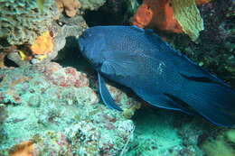 Paraplesiops meleagris (Peters 1869) resmi