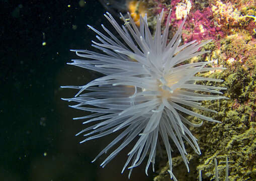 Image of sealoch anemone