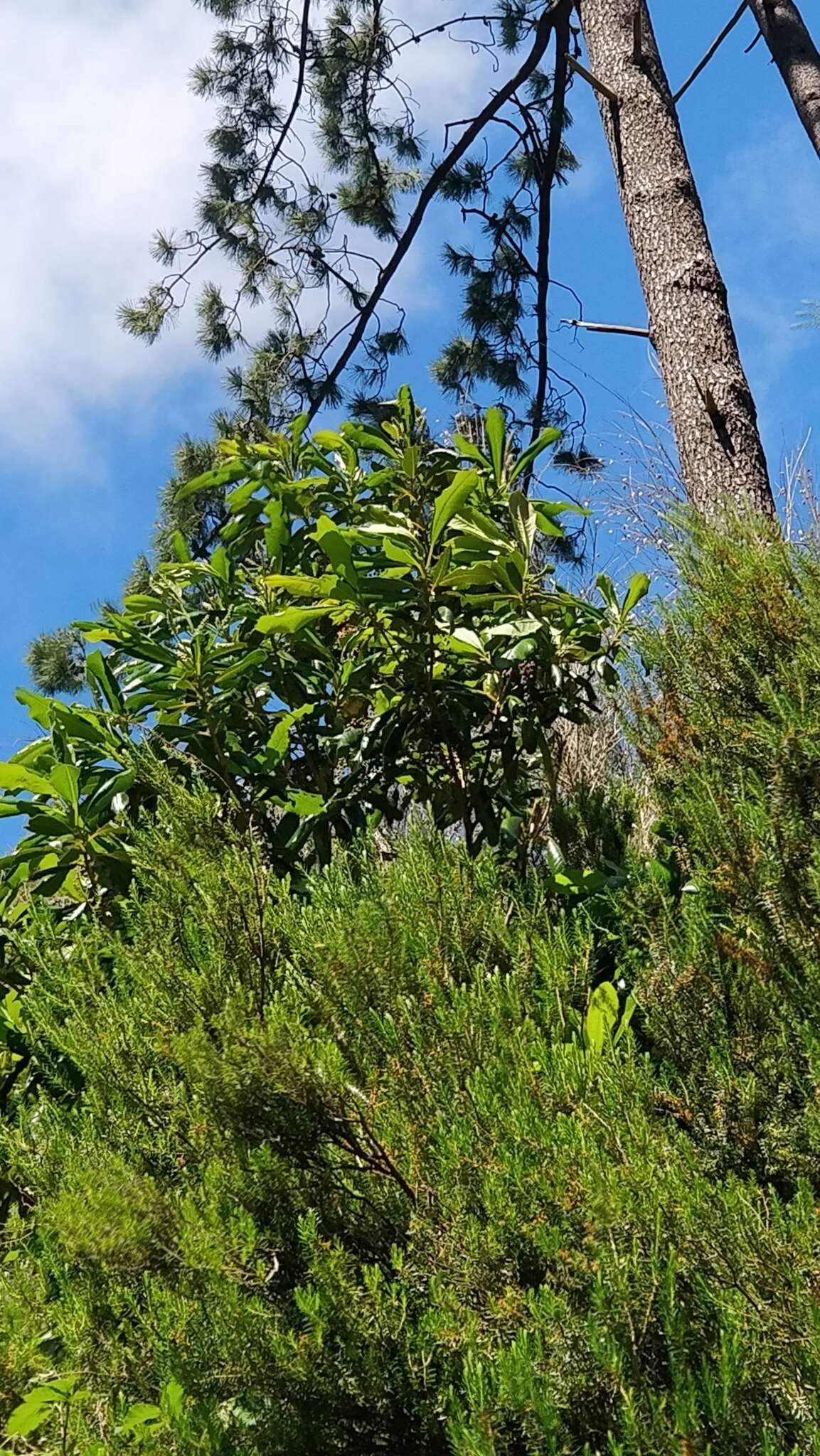 Image of Clethra arborea Aiton
