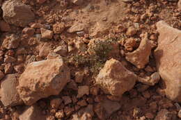 Image of Fagonia glutinosa Del.