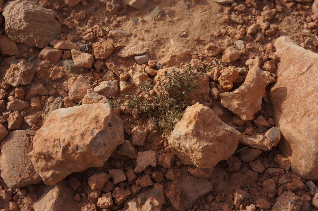 Image of Fagonia glutinosa Del.