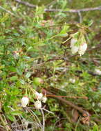 Image de Vaccinium myrsinites Lam.