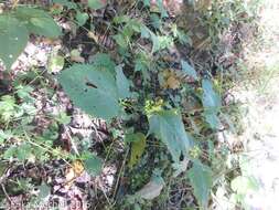 Image of Broad-leaved goldenrod