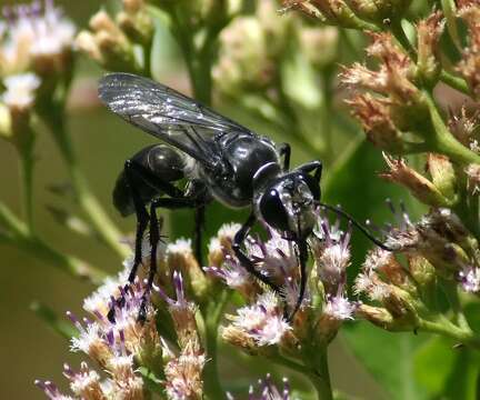 صورة Sphex argentatus Fabricius 1787