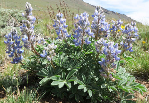 Image of desert lupine