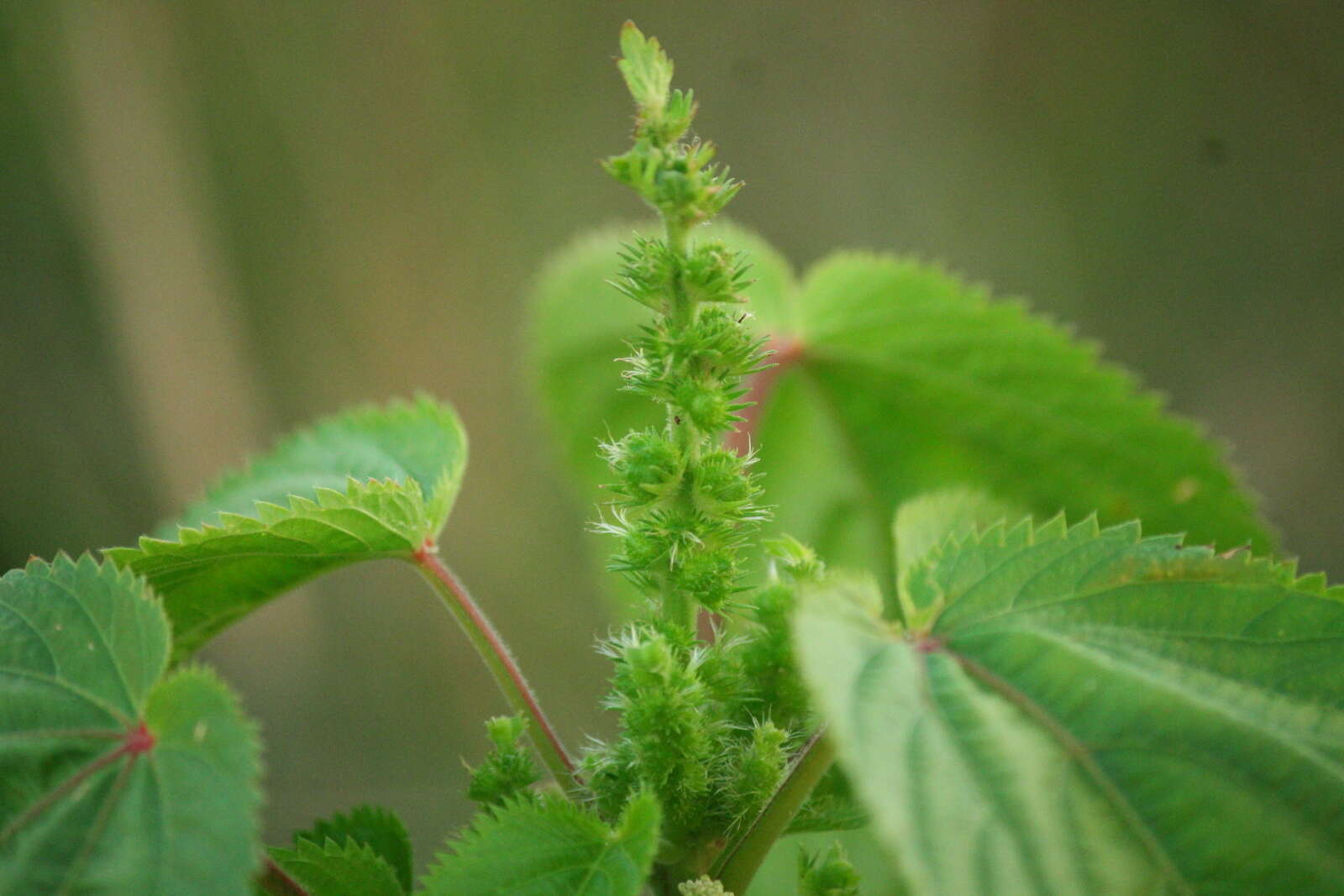 Imagem de Acalypha persimilis Müll. Arg.