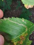 Image of Stigmella lemniscella (Zeller 1839) van Nieukerken 1986