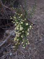 Imagem de Baccharis paniculata DC.