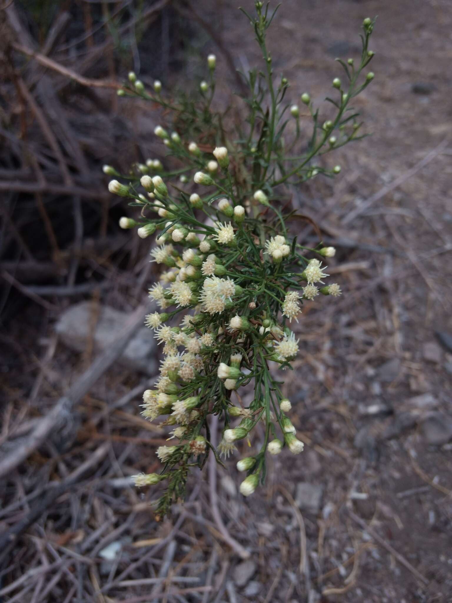 صورة Baccharis paniculata DC.