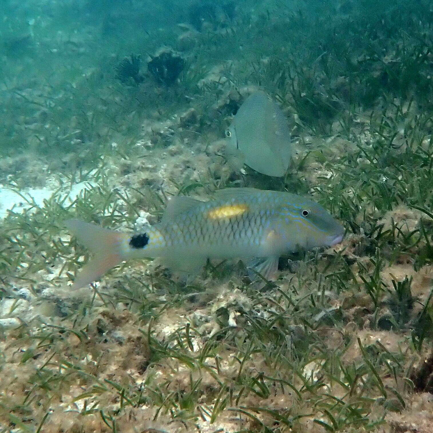 Image of Goatfish