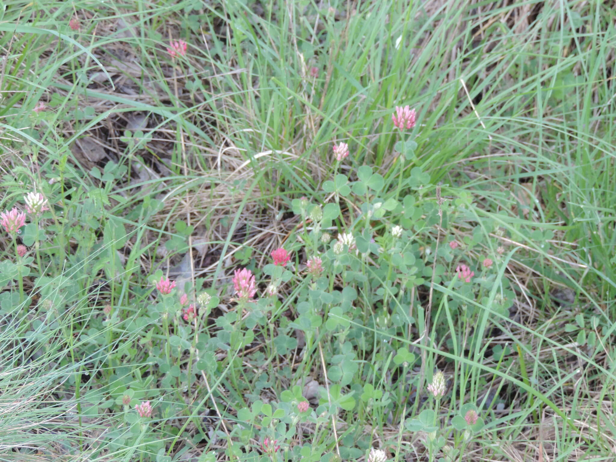 Image of Trifolium incarnatum subsp. molinerii (Hornem.) Syme