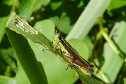 Image of Scotussa impudica Giglio-Tos 1894