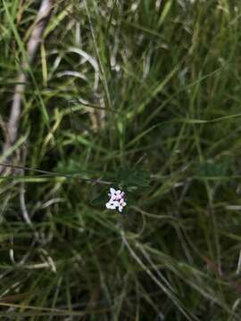 Image of Pimelea spicata R. Br.