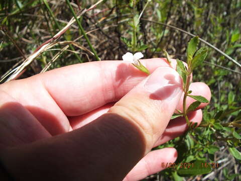 Mecardonia acuminata subsp. peninsularis (Pennell) R. A. Rossow resmi