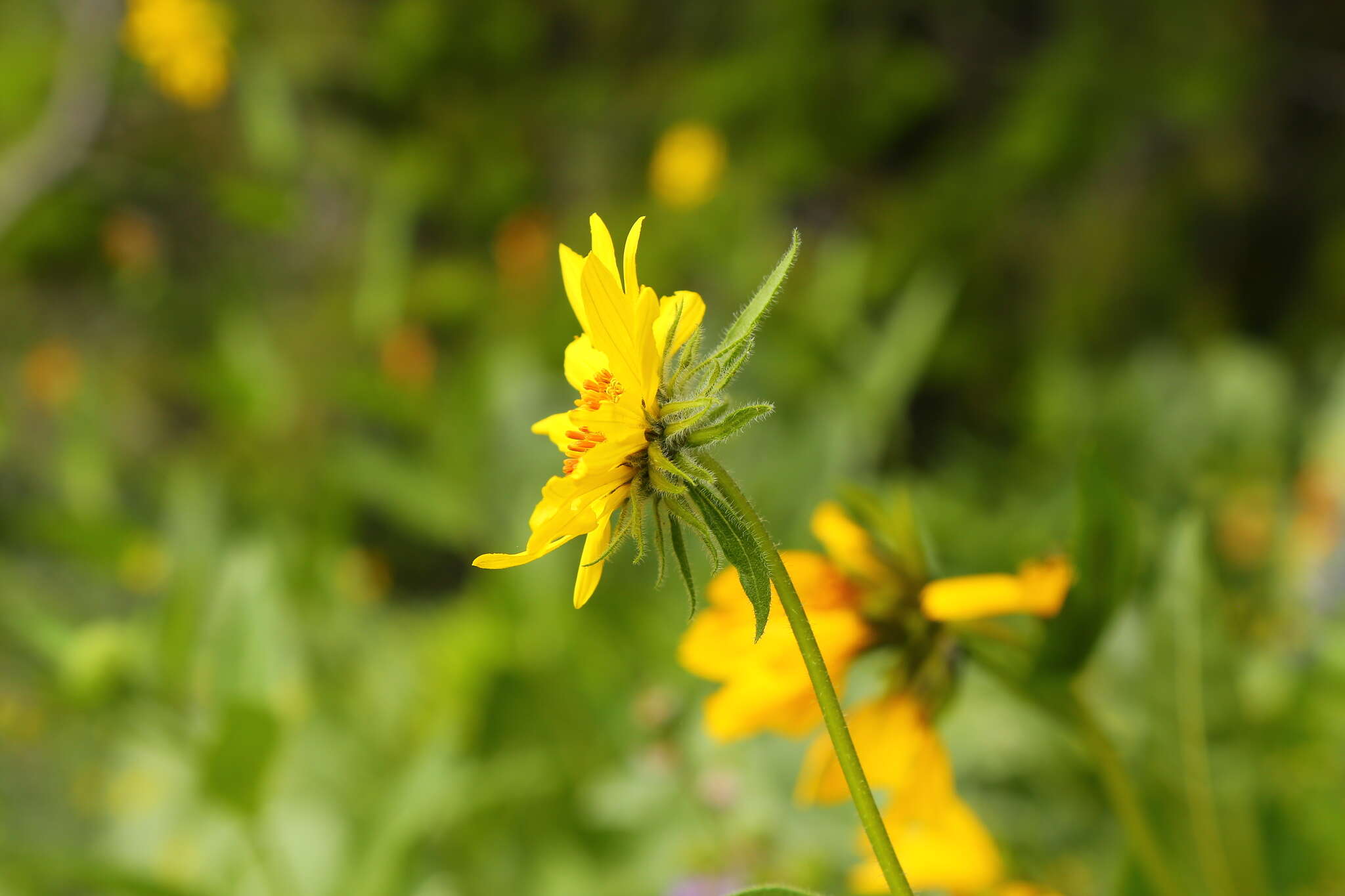 Image of Cusick's sunflower