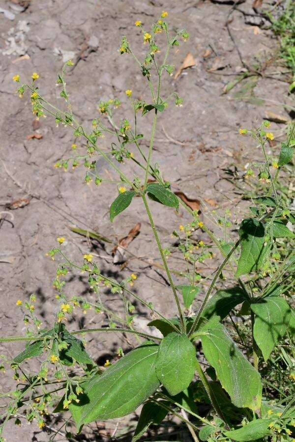 Image of Trigonospermum annuum Mc Vaugh & Laskowski