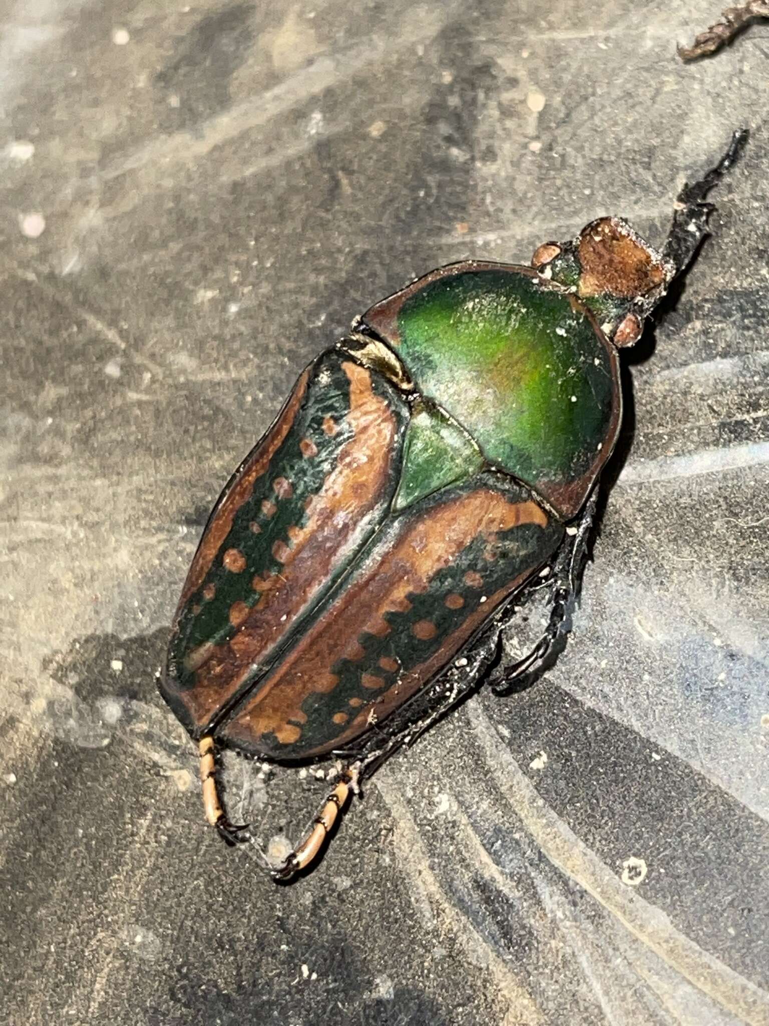 Image of Mecynorhina (Megalorhina) harrisii (Westwood 1847)