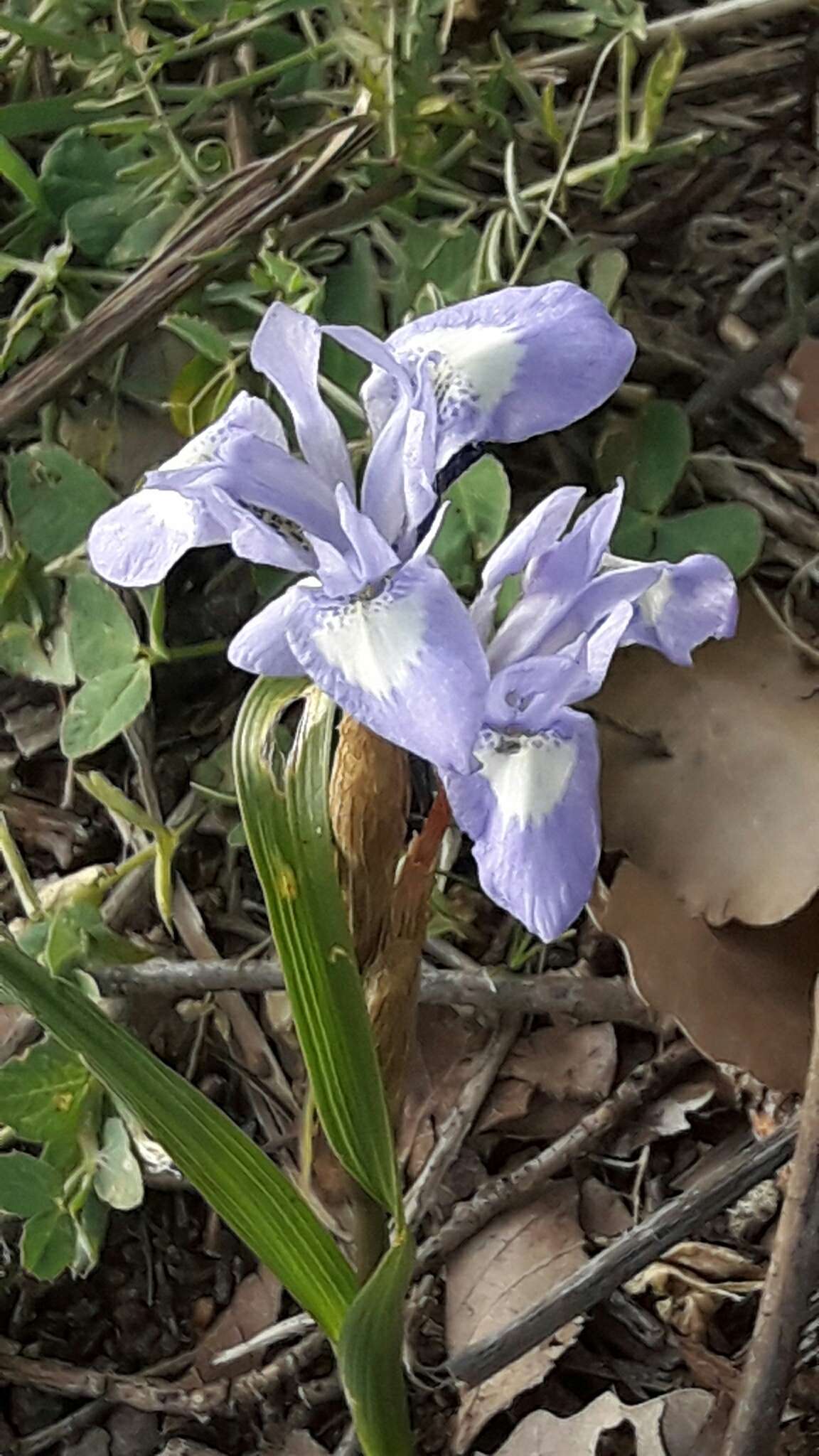 Image of Barbary Nut Iris