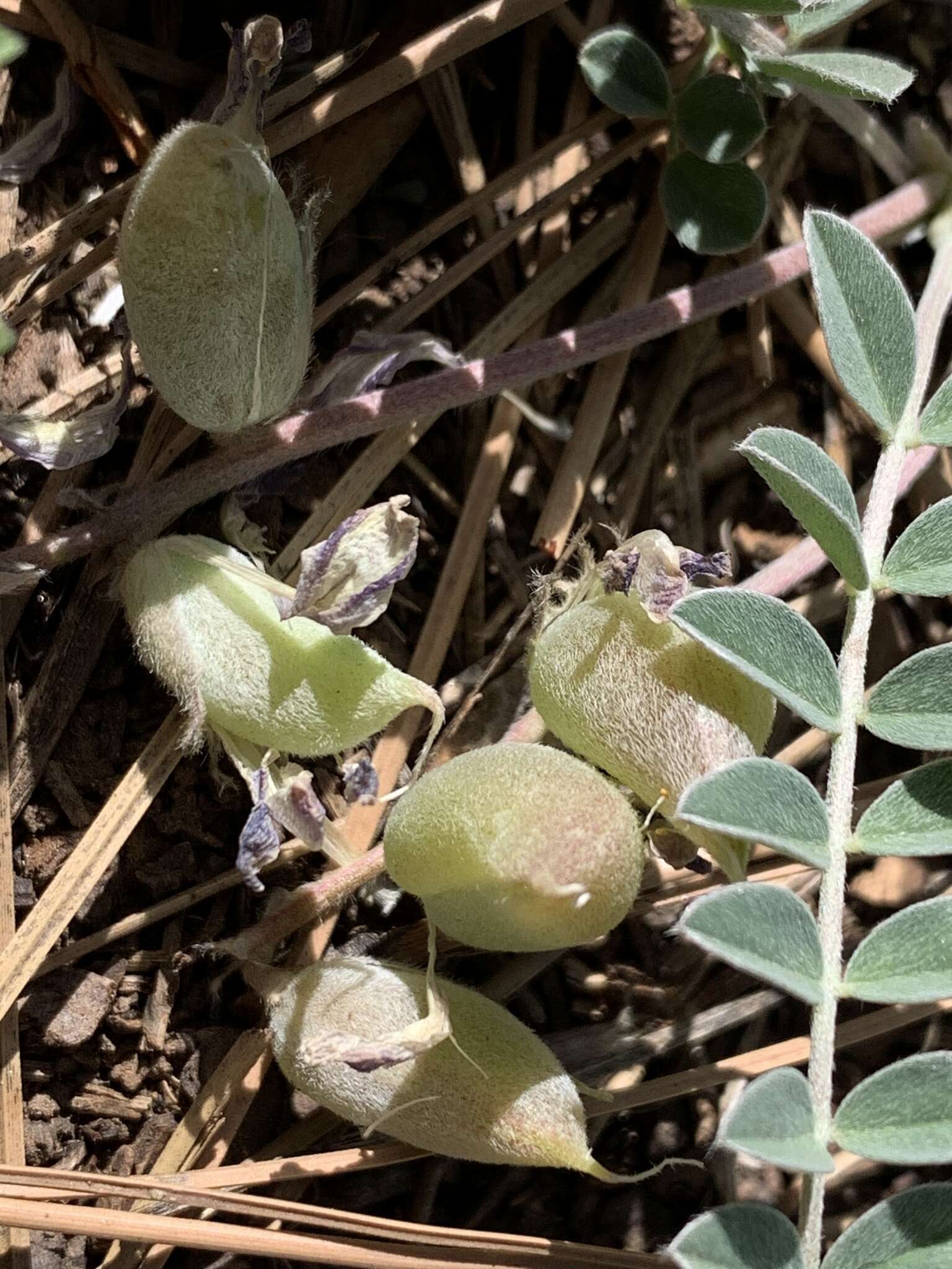 Sivun Astragalus castaneiformis S. Wats. kuva