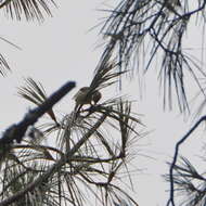 Image of Chestnut-sided Shrike-Vireo