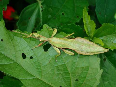 Image of Phyllium (Phyllium) bradleri Seow-Choen 2017