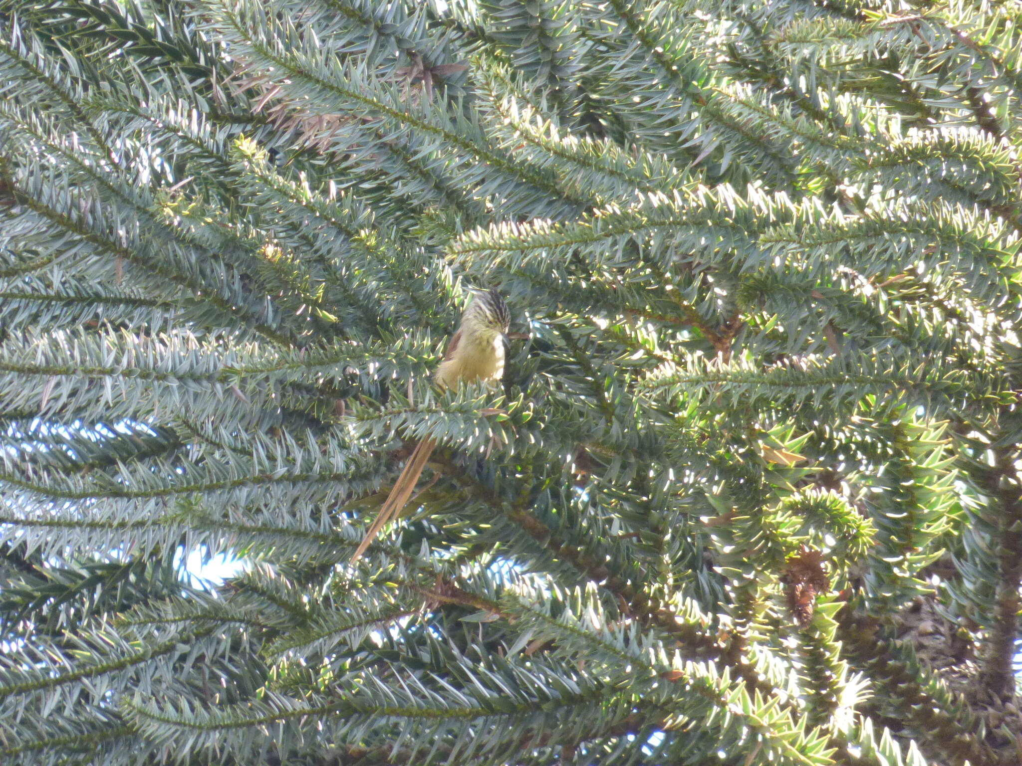 Image of Araucaria Tit-Spinetail