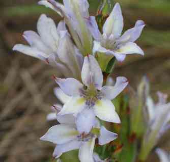 Image of Babiana patersoniae L. Bolus