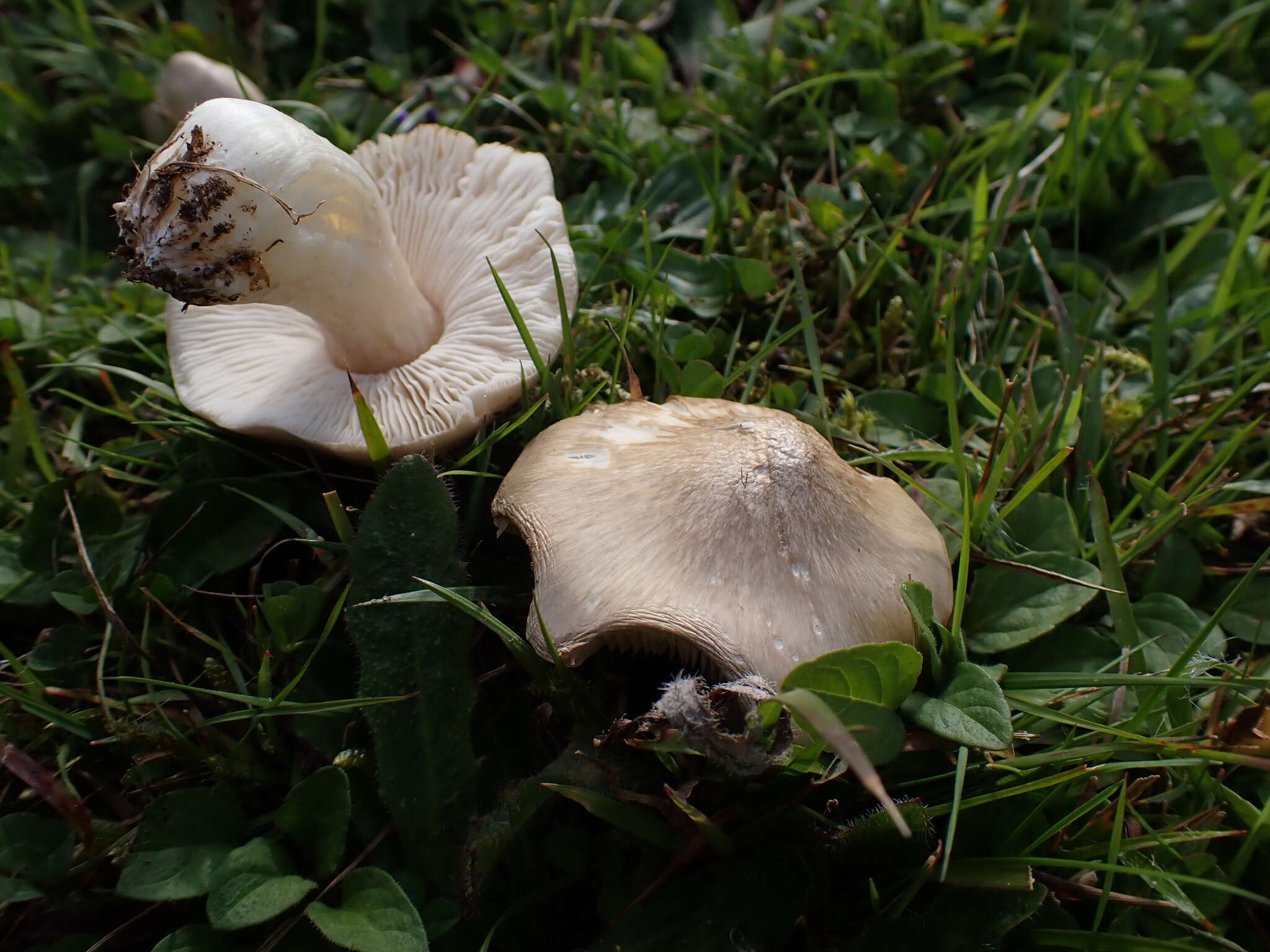 Image of Entoloma prunuloides (Fr.) Quél. 1872