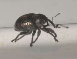 Image of Chalcodermus aeneus Dejean 1835