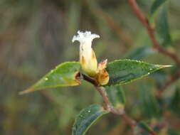 Image of Leucopogon rufus Lindl.