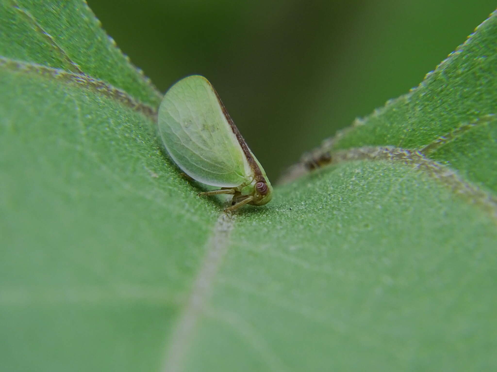 Image of Acanalonia fasciata Metcalf 1923