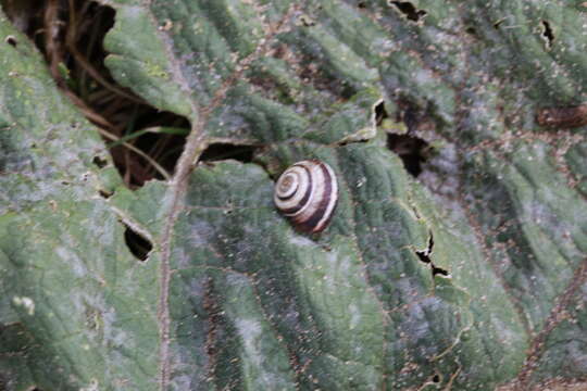 Image of Maritime gardensnail