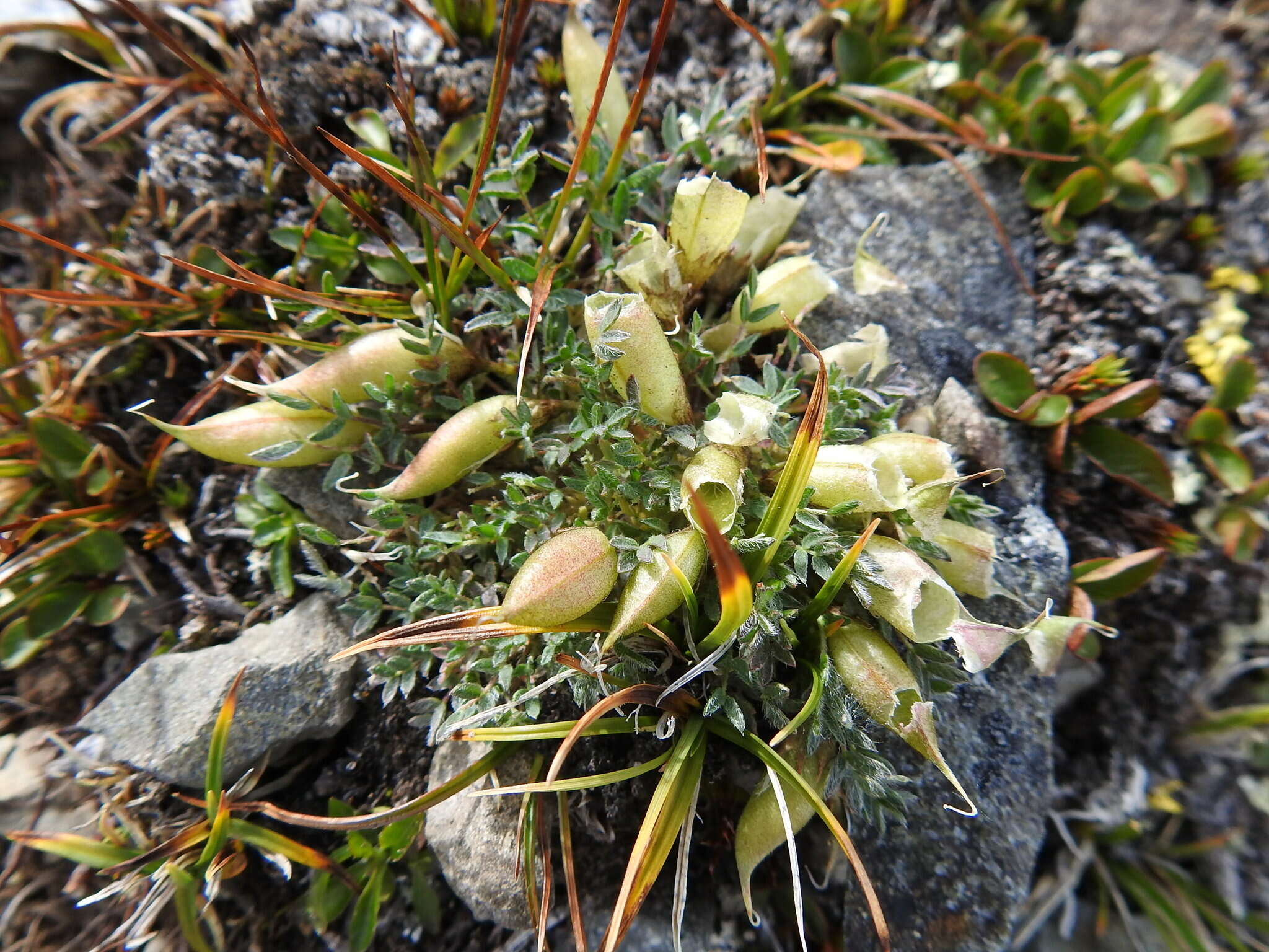 Image of <i>Oxytropis huddelsonii</i>