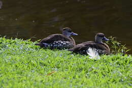 Image of Spotted Whistling Duck