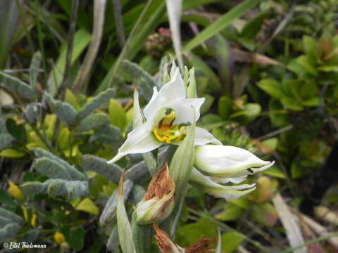 Image of Gavilea venosa (Lam.) Garay & Ormerod