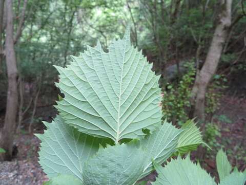 Image of Euptelea polyandra Siebold & Zucc.