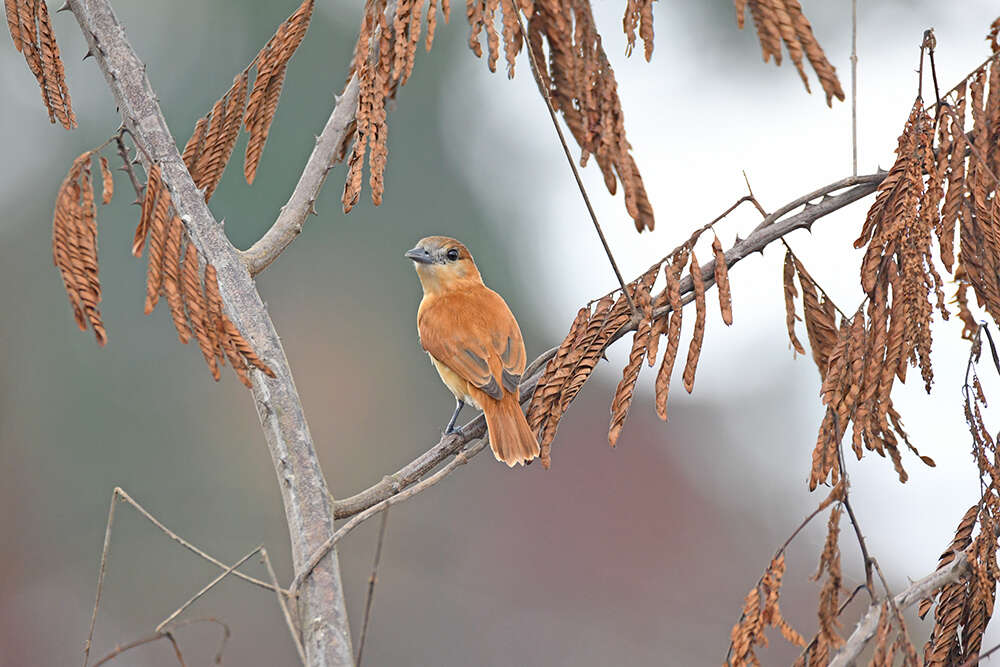 Image of Cinereous Becard