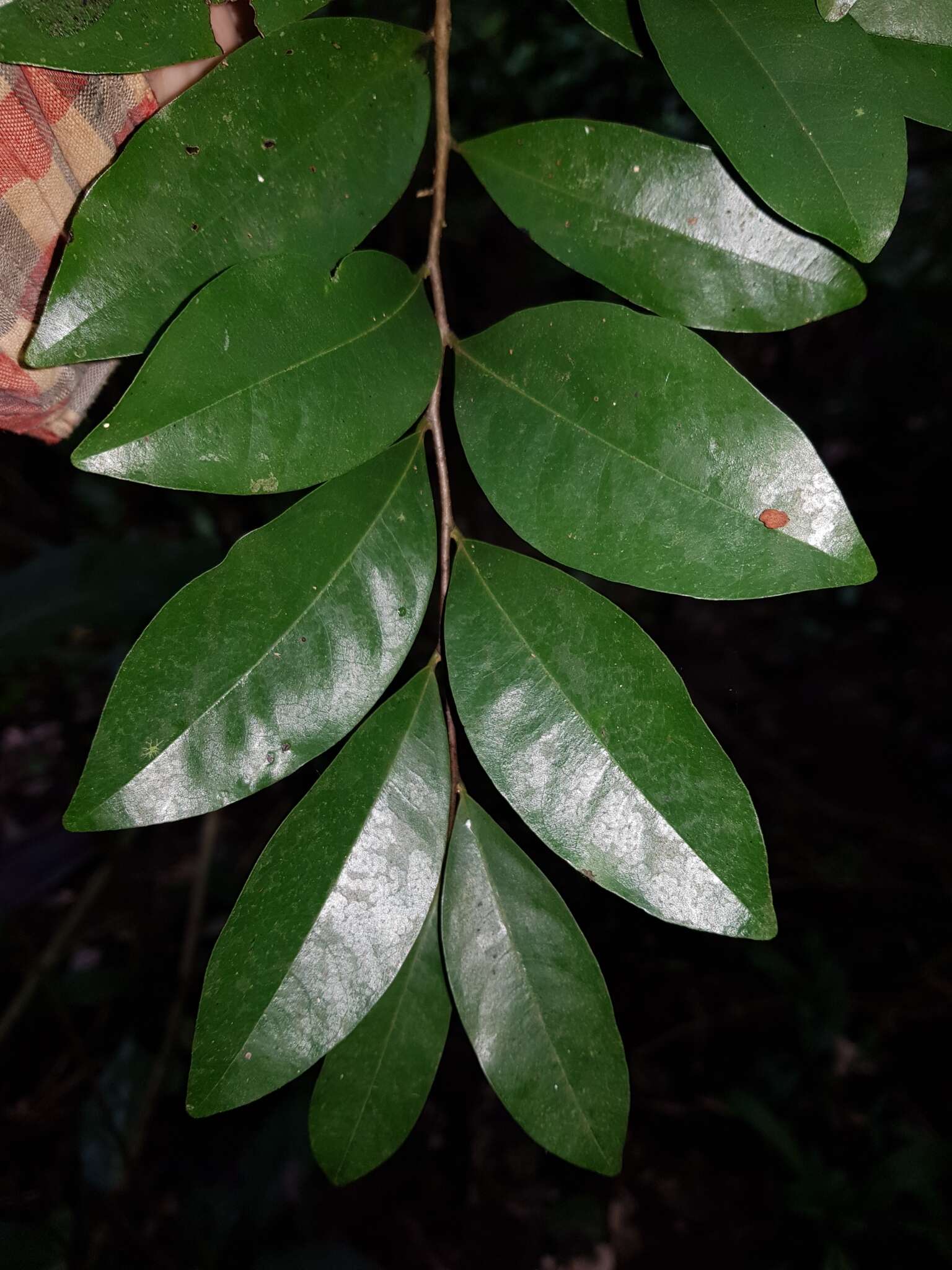 Image of Desmopsis bibracteata (B. L. Rob.) Saff.