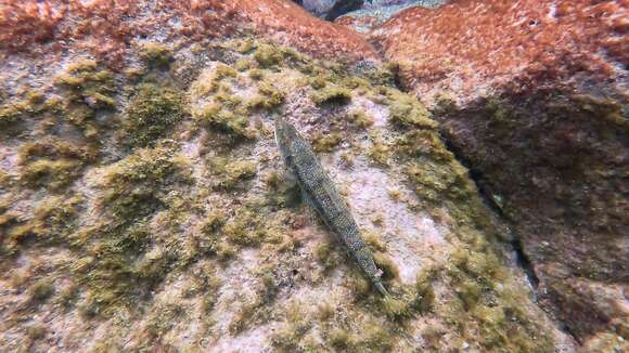 Image of Diamond Lizardfish
