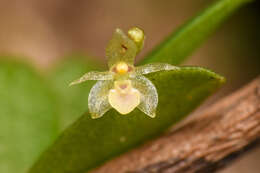 Image de Platystele microtatantha (Schltr.) Garay