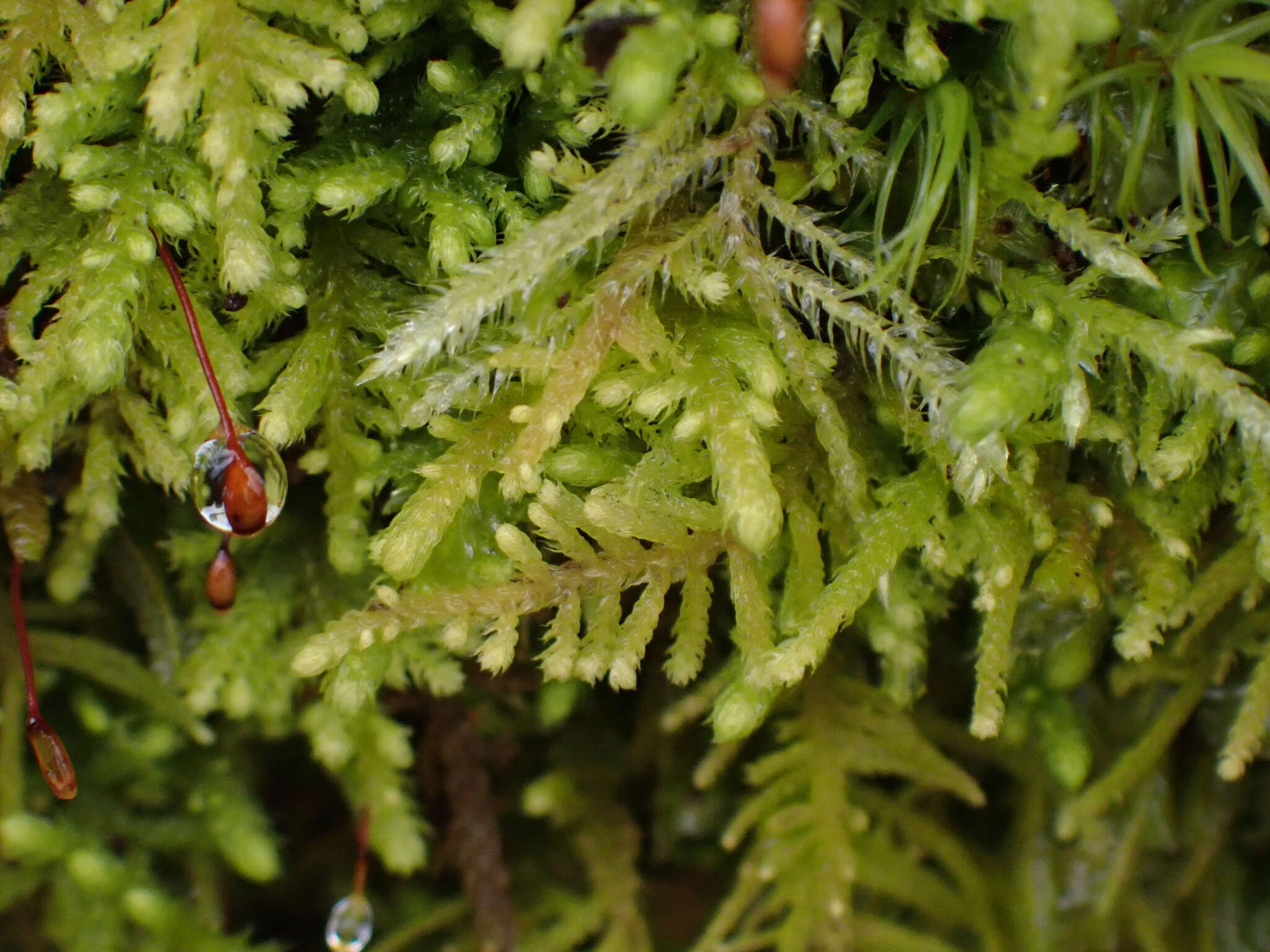 Image of claopodium moss