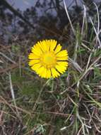 صورة Helenium vernale Walt.