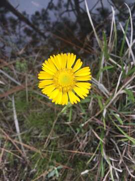 Image of Savannah Sneezeweed