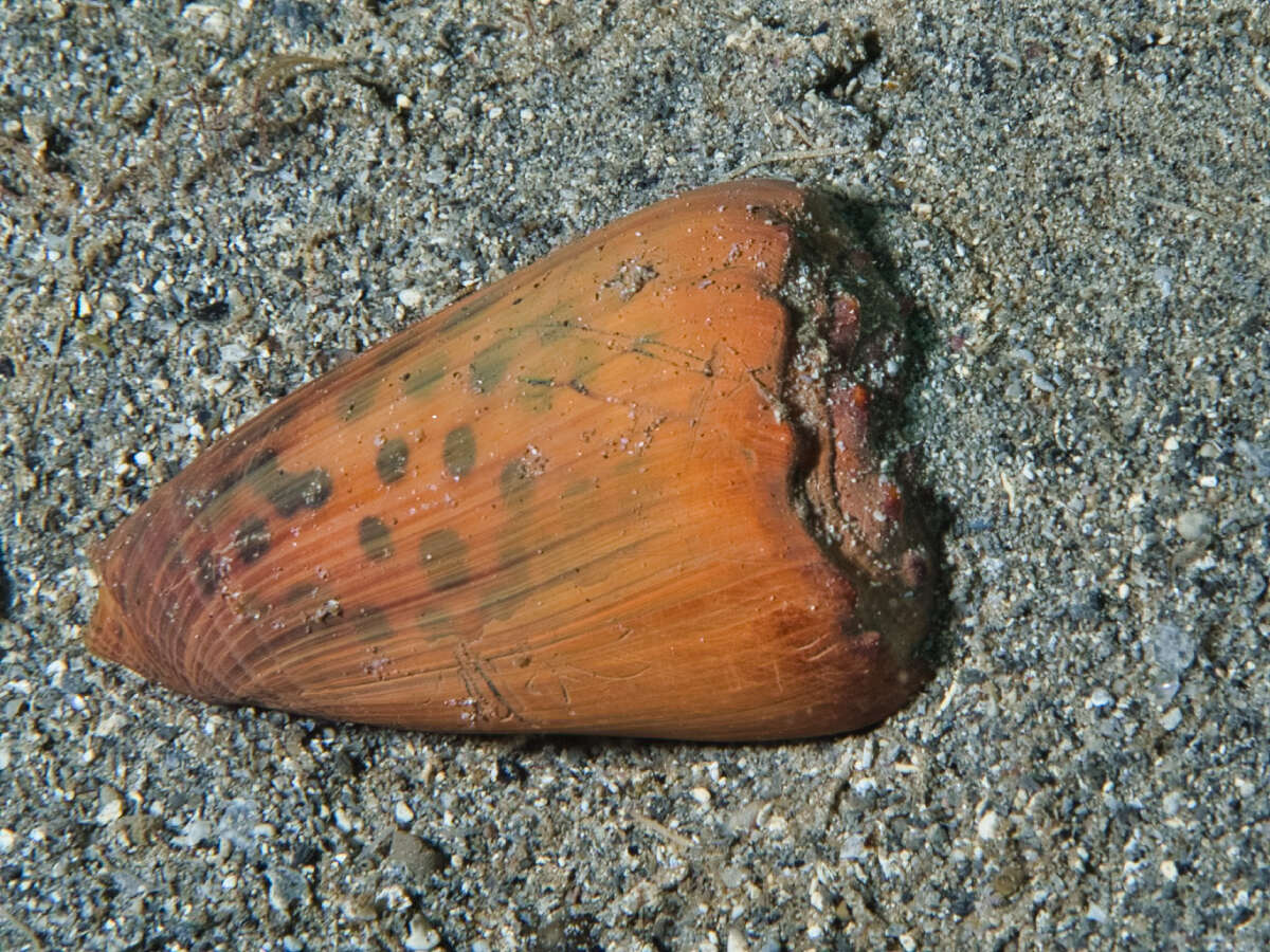 Image of Flea Cone