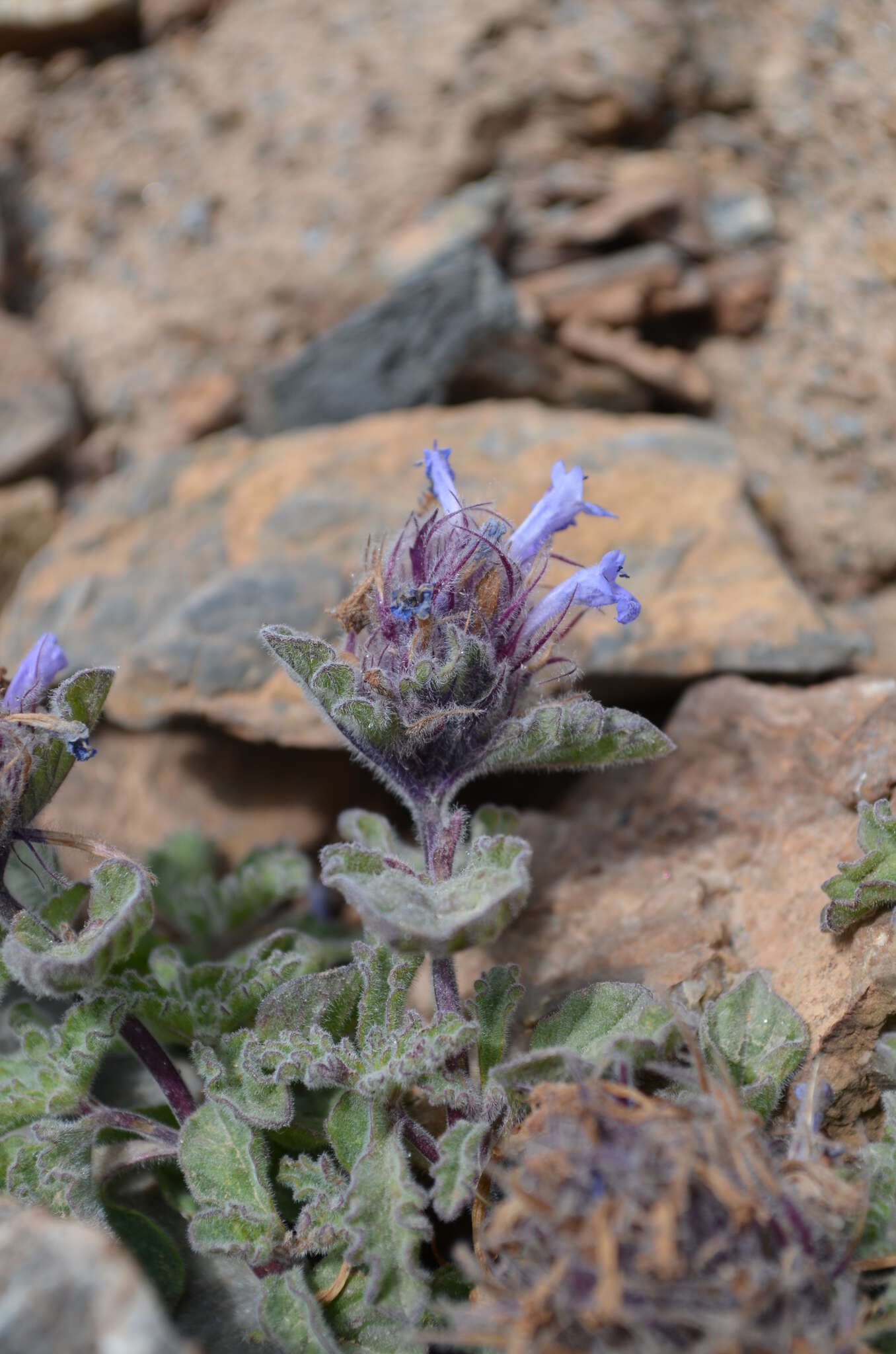 Plancia ëd Nepeta longibracteata Benth.