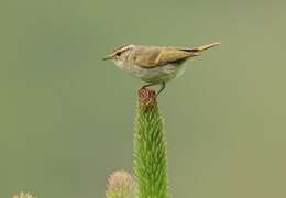 Image of Chinese Leaf Warbler