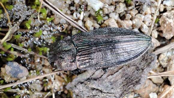 Image of Buprestis rustica Linnaeus 1758