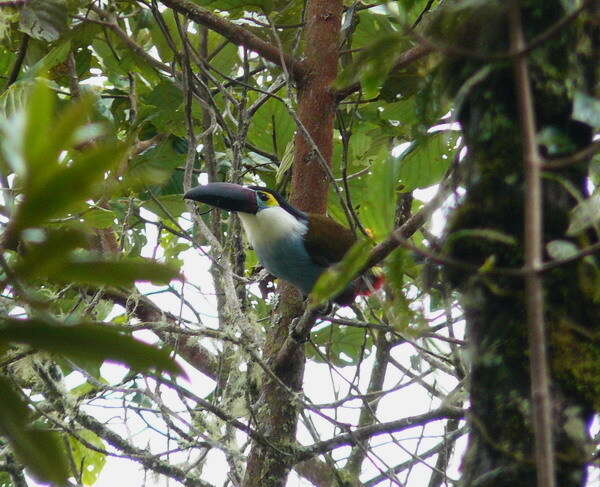 Image of Black-billed Mountain Toucan