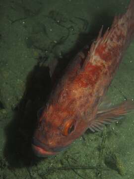 Image of Brown rockfish