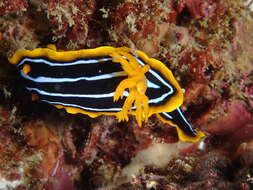 Image of Kuiter's black white orange slug